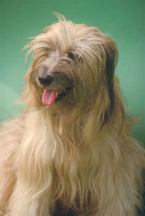 Tibetan Terrier
