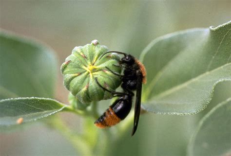 The Docile Nature of a Cow Killer | Gardening in the Panhandle