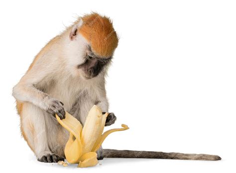 Premium Photo | Monkey peeling banana - isolated