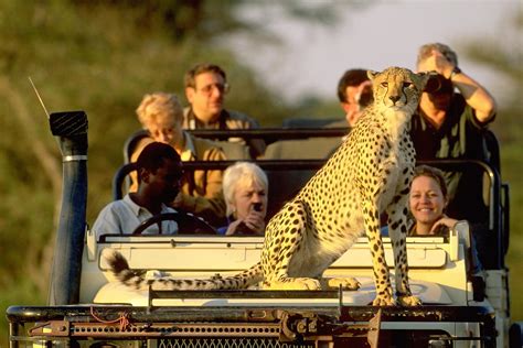 Unveiling the Wild Splendor: Exquisite Luxury Safari Tour in Kenya - Virtual News Nation
