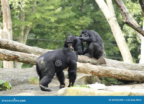 I Will Scratch Your Back, Scratch Mine.. Black Capped Capuchin, at ...