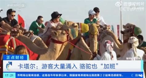 卡塔尔游客多到骆驼加班，工作量暴涨50倍_新闻频道_中华网