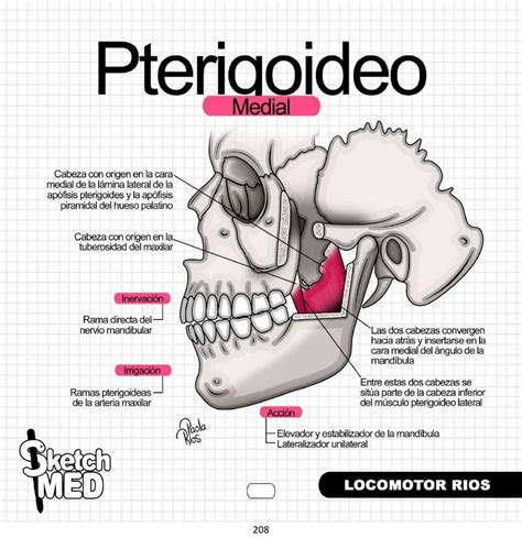 Pin de Angel Jared Ruiz en ️MEDICINA ️ | Anatomía del esqueleto humano, Anatomia y fisiologia ...