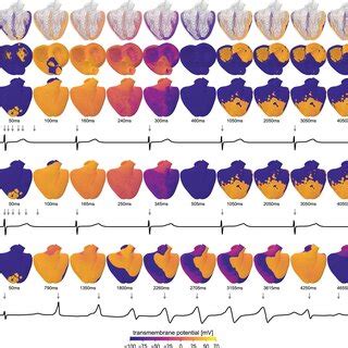 Image result for Transmembrane Potential