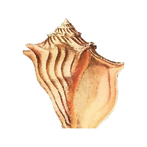 Image result for Shell Anklets