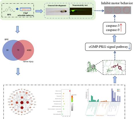 Bisphenol E Neurotoxicity in Zebrafish Larvae: Effects and Underlying ...