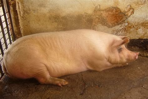 Big Pig Free Photo Download | FreeImages