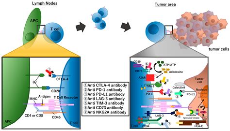 Recent Advances in Perioperative Immunotherapies in Lung Cancer