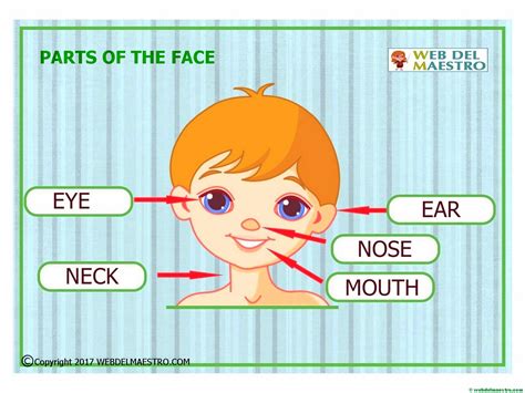 Partes De La Cara En Ingles