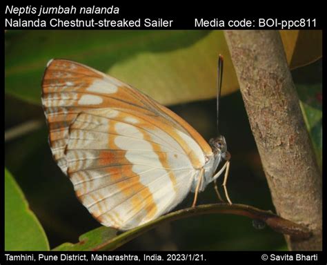 Neptis jumbah Moore, [1858] - Chestnut-streaked Sailer | Butterfly