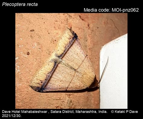 Plecoptera recta (Pagenstecher, 1886) - | Moths