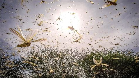 Locus Bug Sound 的图像结果