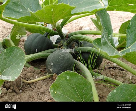 What Is Squash In England at Gwen Green blog