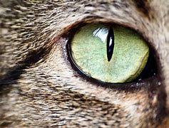 Cat's Eye 的图像结果