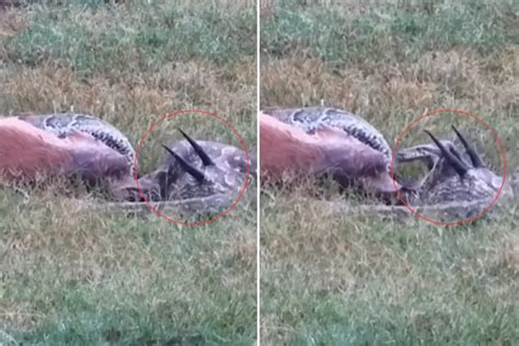 Python Swallow an Impala Whole 的图像结果