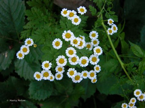 Tiny White Daisy Flowers with Yellow Centers