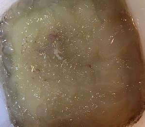 Kuvatulokset haulle broth gelatin