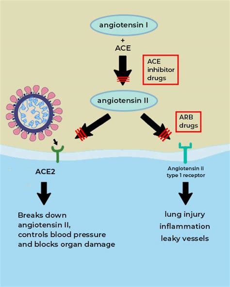 What is the ACE2 receptor, how is it connected to coronavirus and why ...