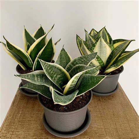 Buy Snake Dwarf Plant | 4 Inch Pot Online