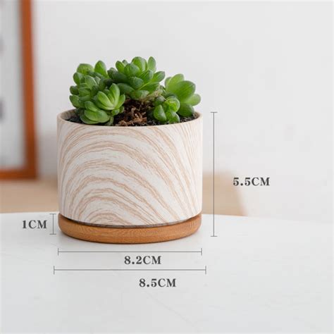 Succulent Plant Pot Online - Premium Planter | Nestasia
