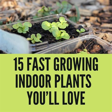 15 Fast Growing Indoor Plants That You’ll Love in 2023 – Gardening For You
