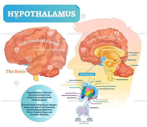 Where Are the Thalamus and Hypothalamus Found Milady