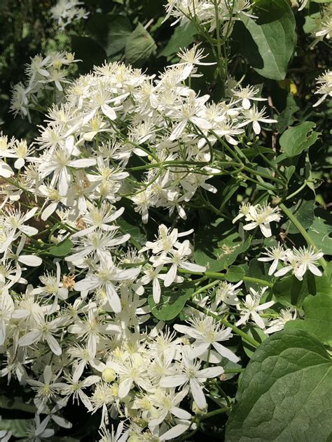 Wisconsin Wildflower | Sweet Autumn Clematis | Clematis terniflora