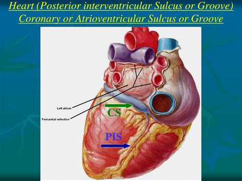 PPT - Pericardium and External features of Heart PowerPoint ...