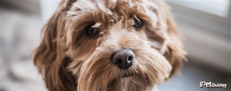 Image result for Dogs 101 Cockapoo
