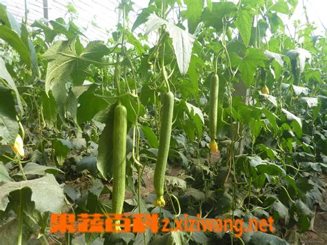 如何种植丝瓜,丝瓜种植技巧_丝瓜_做法,功效与作用,营养价值z.xiziwang.net
