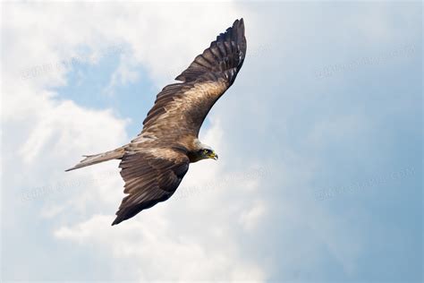 一只飞翔在空中的老鹰摄影高清jpg图片免费下载_编号vn3hege61_图精灵