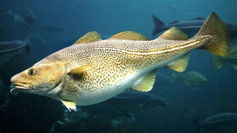 Image result for Small Cod Fish