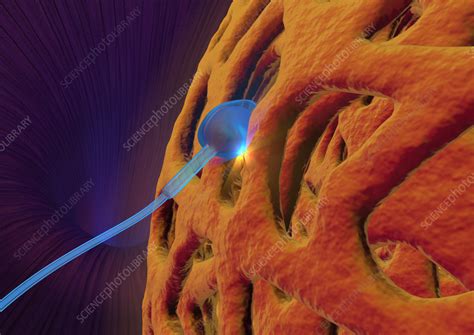 Image result for fertilisation