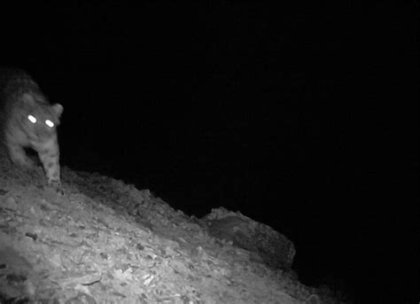 甘肃阿夏自然保护区红外相机首次监测到雪豹“亮相” - OnickOptics丨欧尼卡户外光学专家