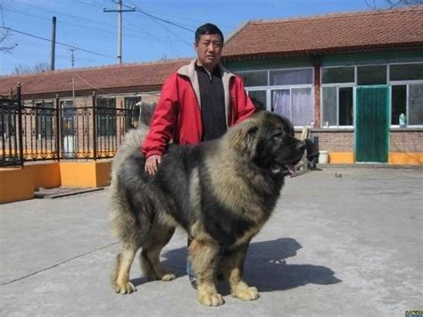 高加索犬：世界上最大的狗 (11)--环保--人民网
