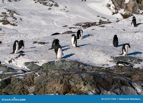 Group of Adelie Penguins. Antarctica, South Pole Stock Photo - Image of ...
