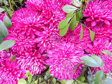 Flower 的图像结果