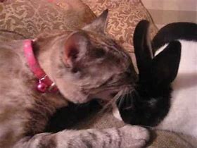 Image result for Kitty and Bunny