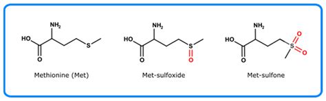 Photo-Oxidation of Therapeutic Protein Formulations: From Radical ...
