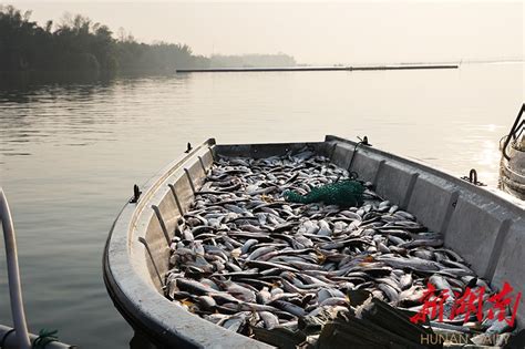 天津还有这么一个神奇的地方可以迎着津门第一缕曙光出海打鱼的小渔村|津门|渔村|曙光_新浪新闻