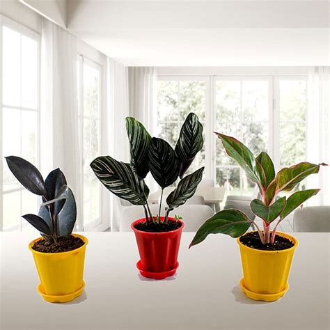 Buy Top 3 Delightful Indoor Plants Pack | Nursery Nisarga