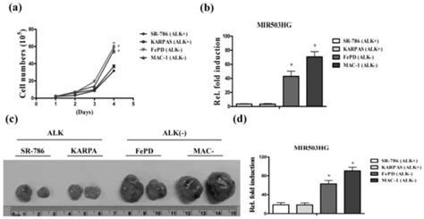 The Long Non-Coding RNA MIR503HG Enhances Proliferation of Human ALK ...