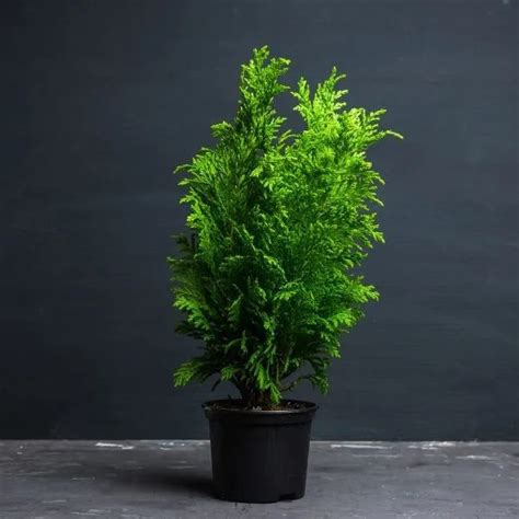 Buy Golden Thuja Plant Sapling (1pc) - Rs.69/- sale online India – The ...