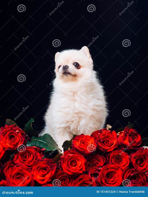 Little Dog, Love and Red Roses To Everyone. Valentine`s Day Concept ...