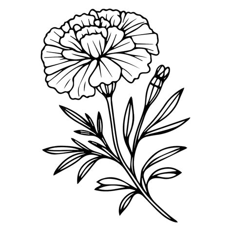 Premium Vector | Sketch marigold flower drawing vintage marigold ...