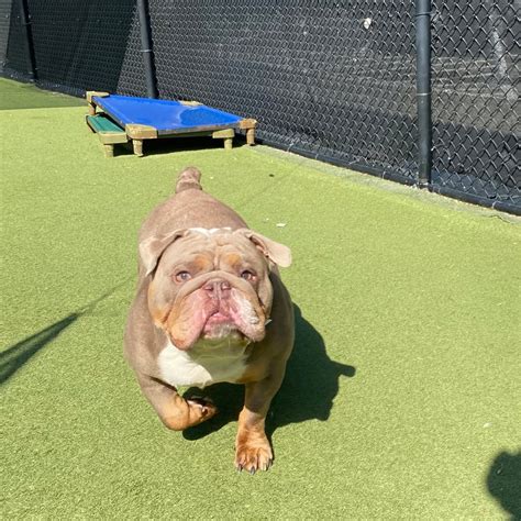 Pet Paradise Atlanta Georgia