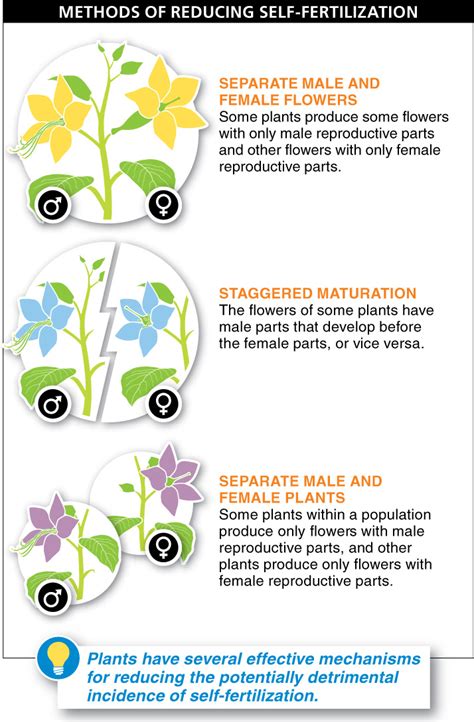 Image result for Fertilisation Types