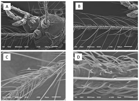 Dose-Dependent Blood-Feeding Activity and Ovarian Alterations to PM2.5 ...