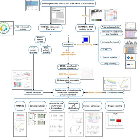 Flowchart TCGA 的图像结果