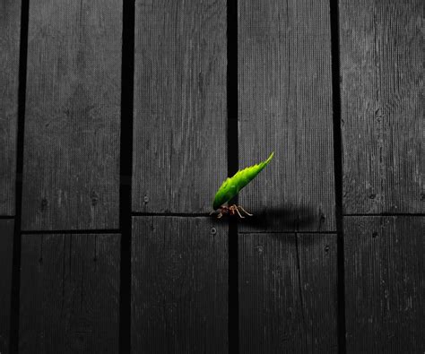 Download wallpaper figure, leaf, ant, section rendering in resolution ...